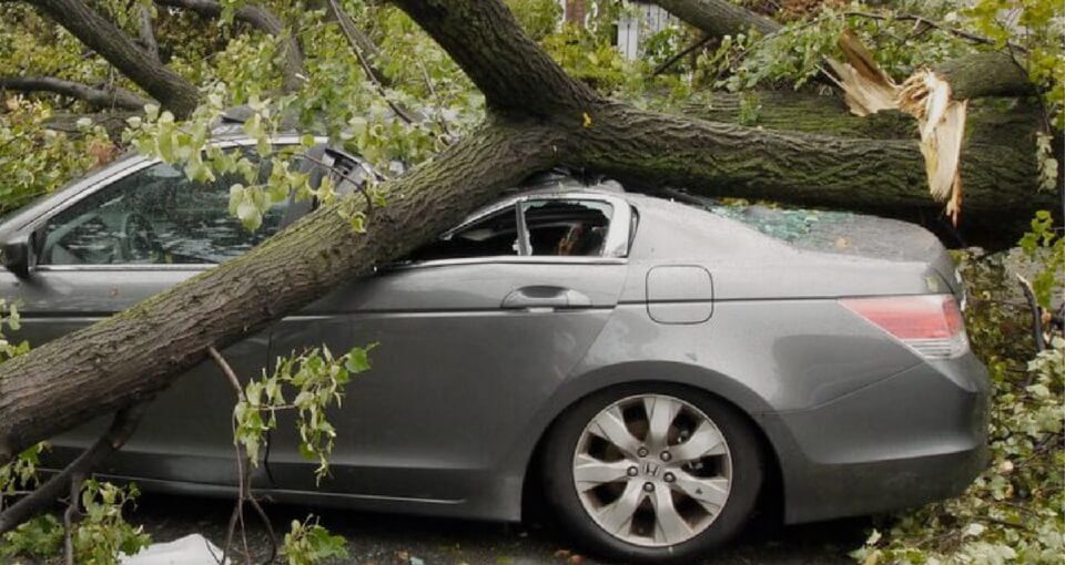 Что делать если на машину упало дерево