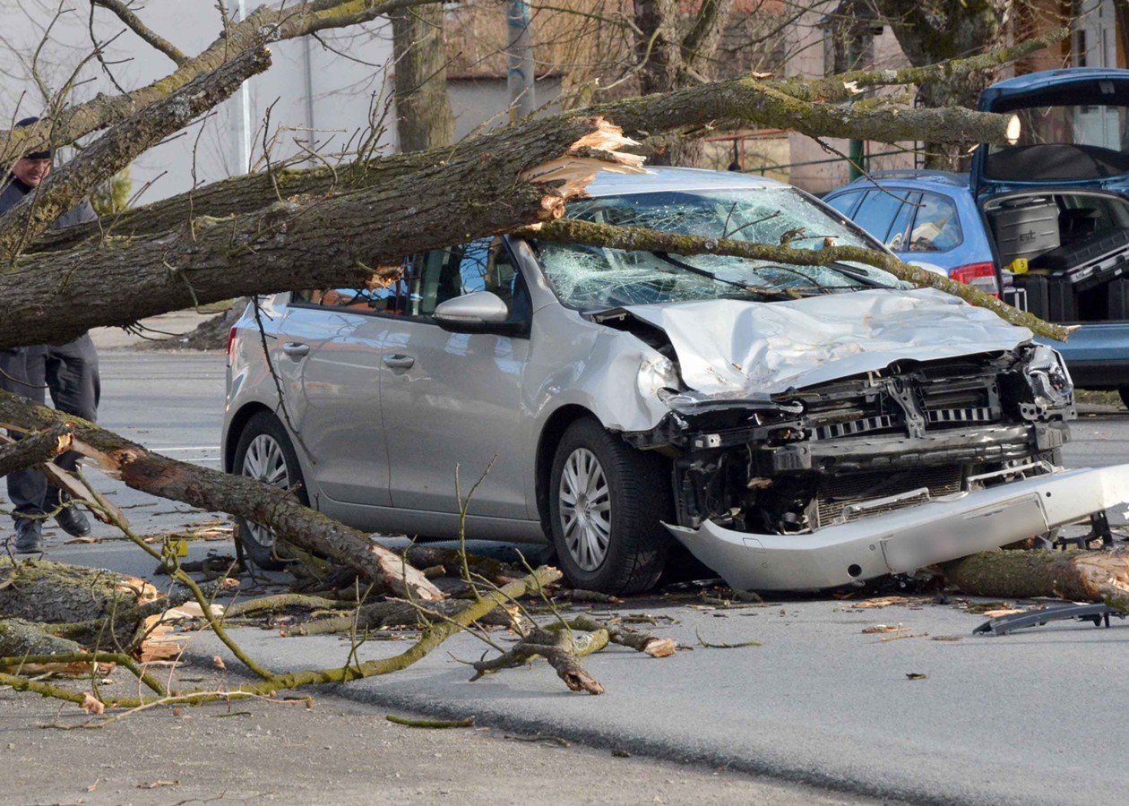 Дерево упало на машину: что нужно делать и когда есть шанс возместить ущерб